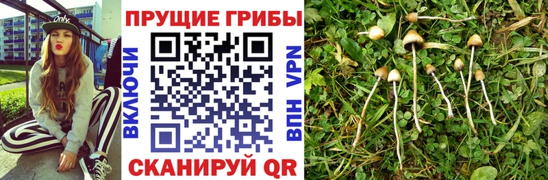 Псилоцибиновые грибы мухоморы  Купить  Суворов 